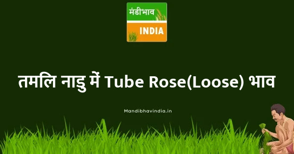 Tube Rose(Loose) भाव